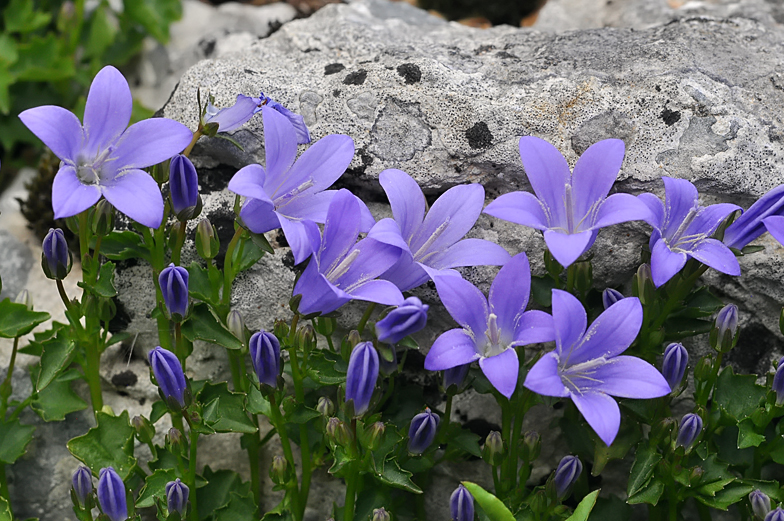 Campanula portenschlagiana