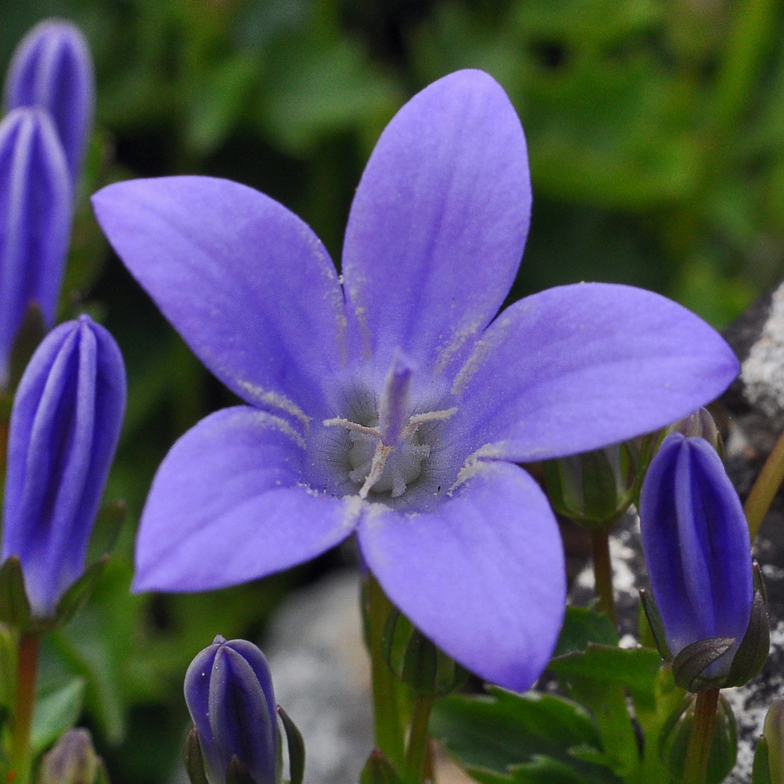 Campanula portenschlagiana