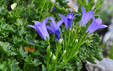 Campanula portenschlagiana