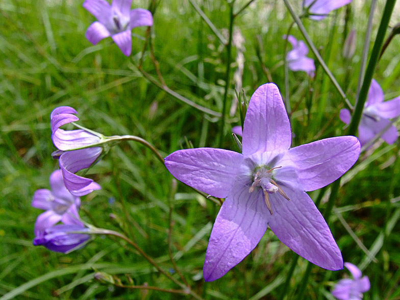 Campanula rapunculus