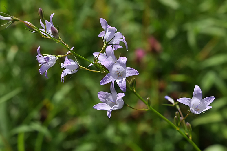 Campanula rapunculus