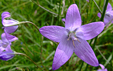 Campanula rapunculus