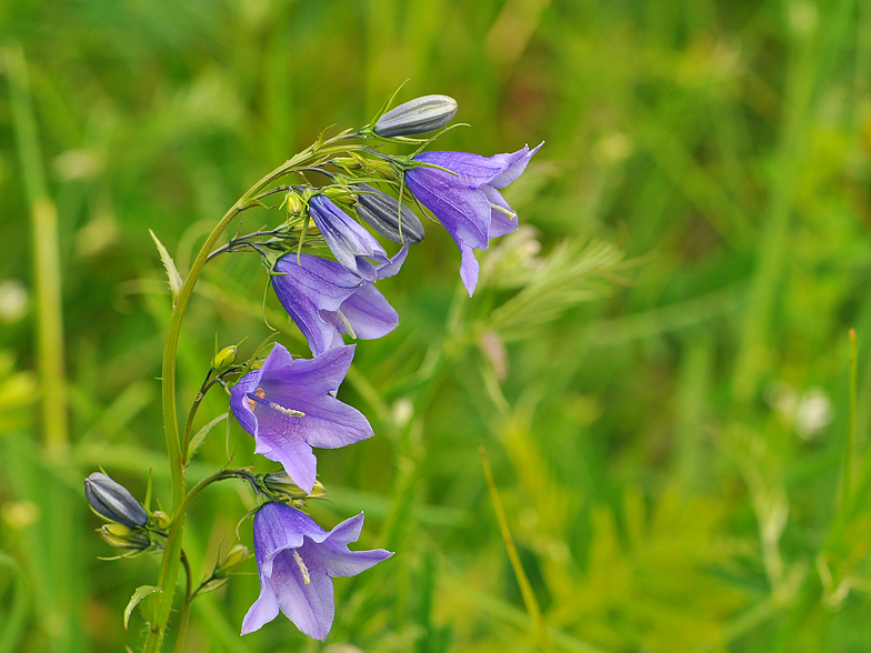 Campanula rhomboidalis