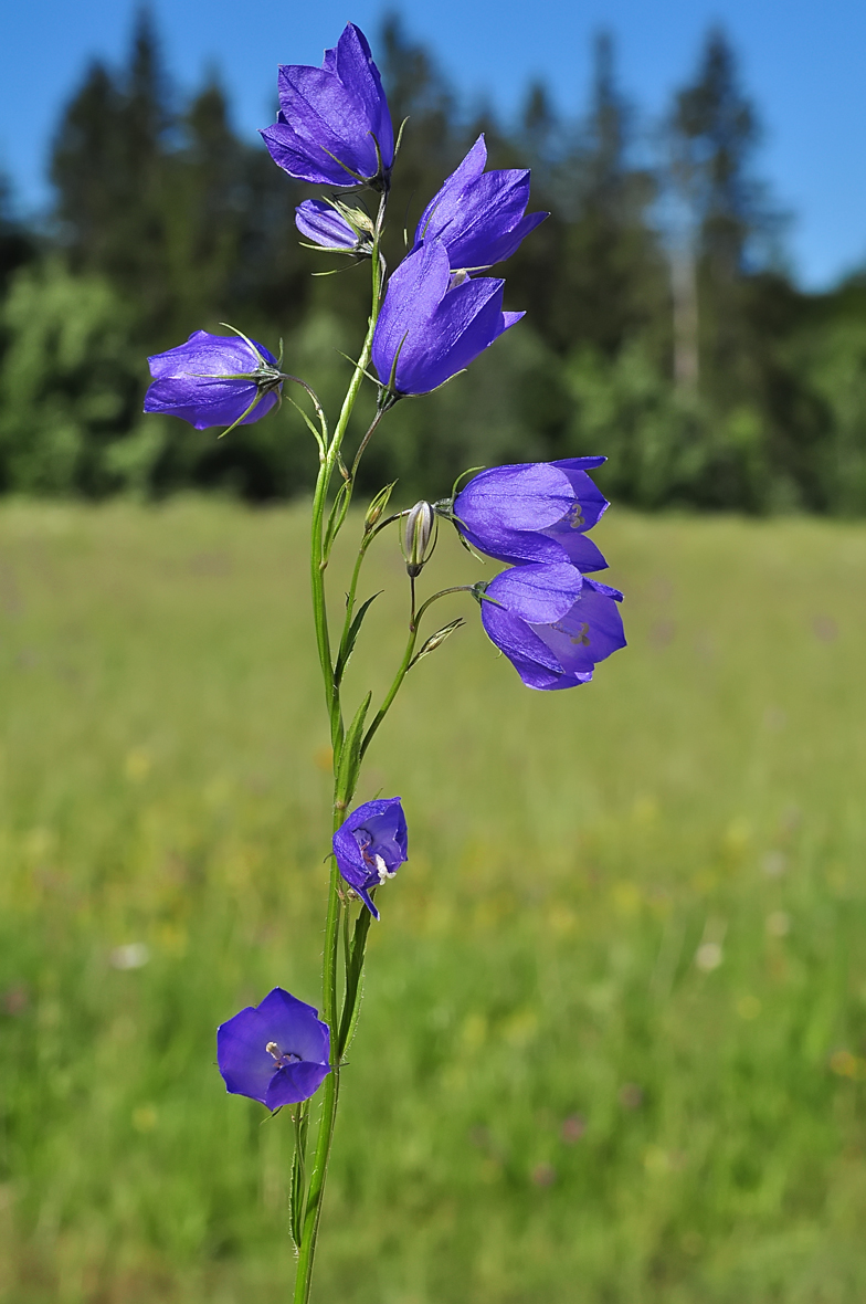 Campanula rhomboidalis