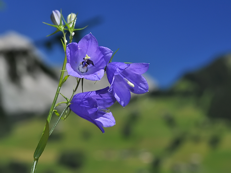 Campanula rhomboidalis