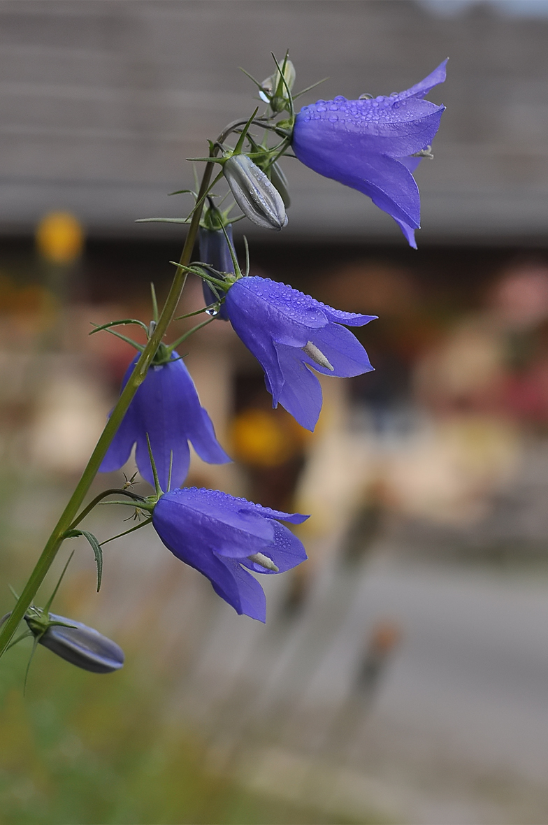 Campanula rhomboidalis