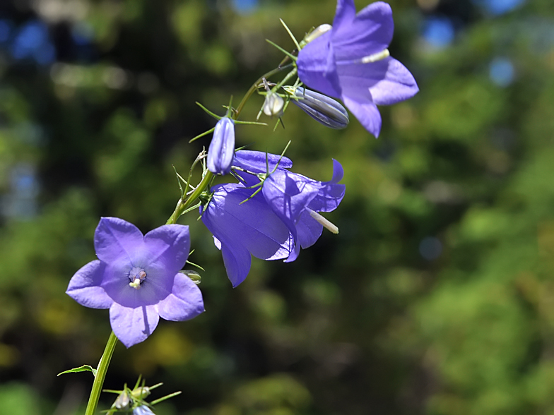 Campanula rhomboidalis