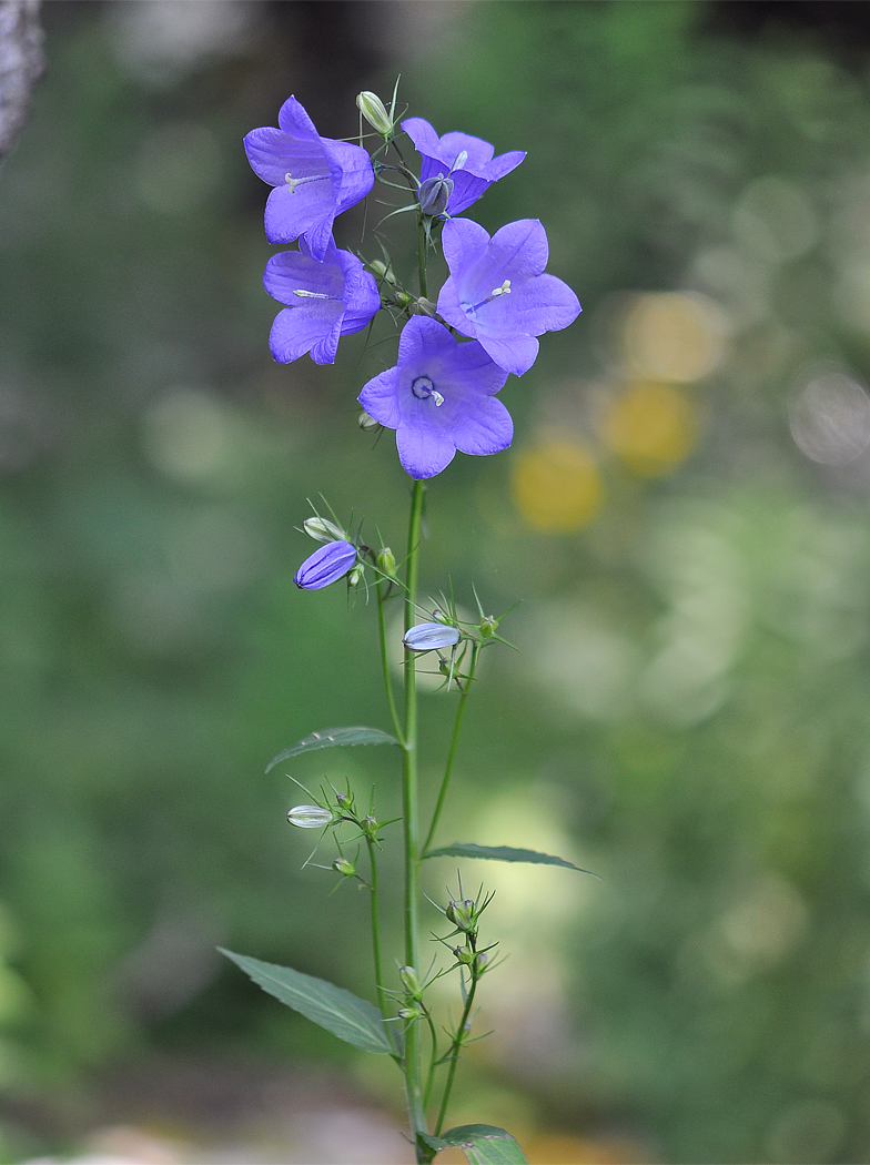 Campanula rhomboidalis