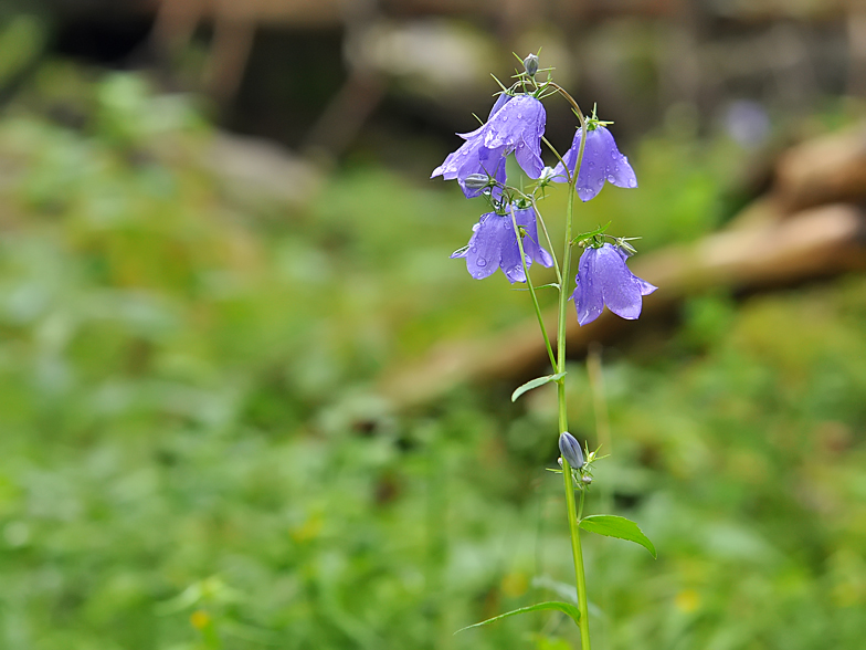 Campanula rhomboidalis