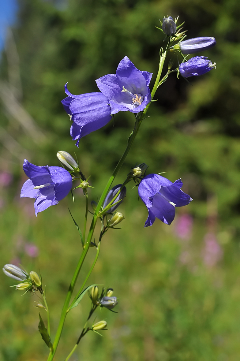 Campanula rhomboidalis