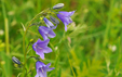 Campanula rhomboidalis