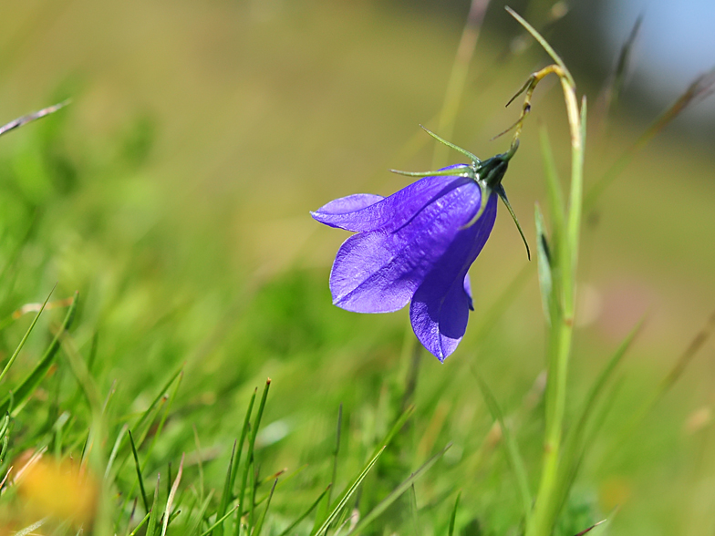 Campanula rotundifolia