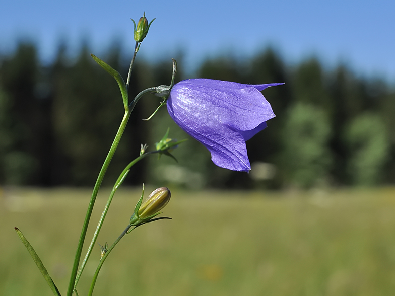 Campanula rotundifolia