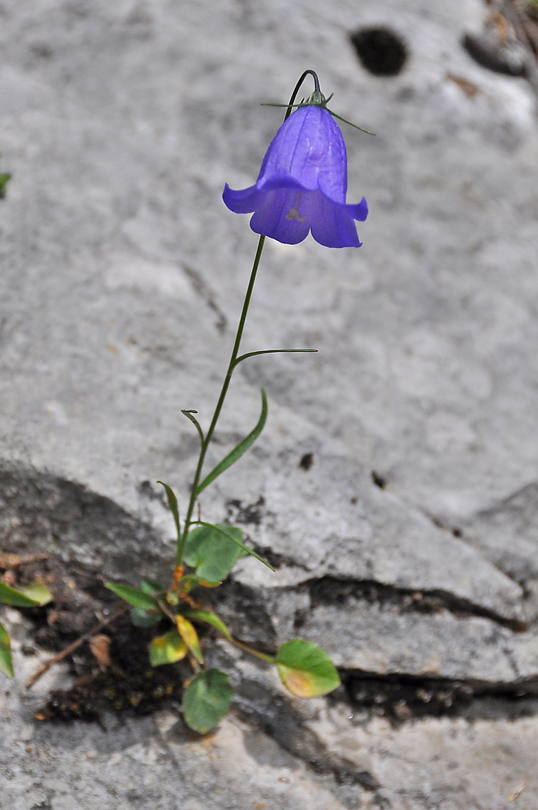 Campanula rotundifolia