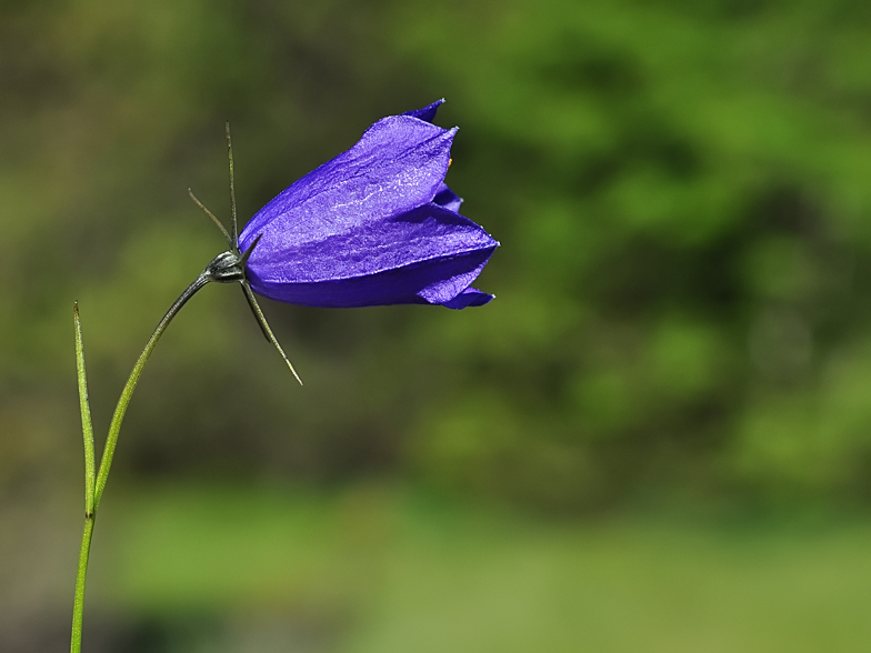 Campanula rotundifolia