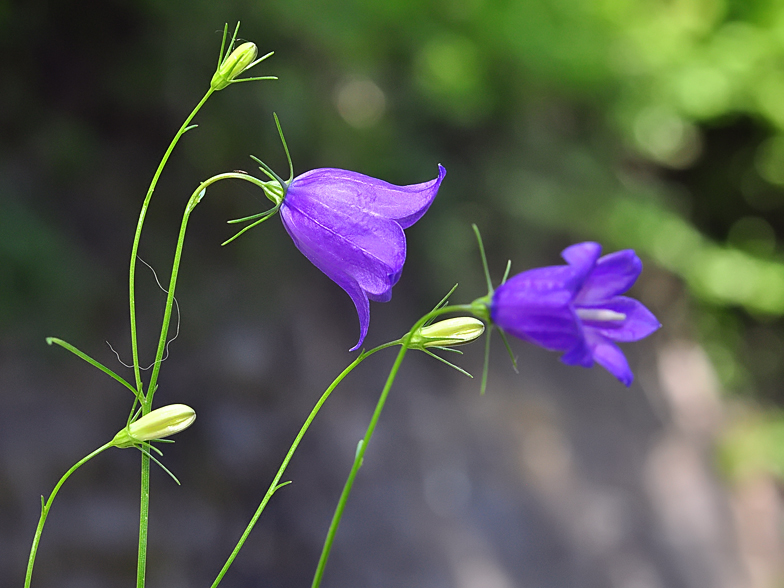 Campanula rotundifolia