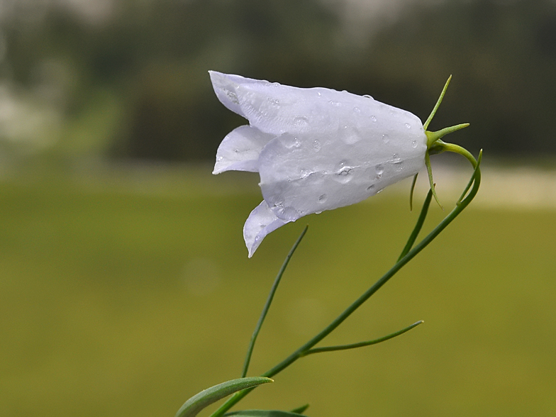 Campanula rotundifolia