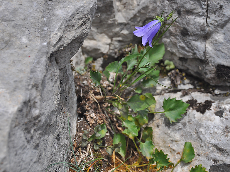 Campanula rotundifolia