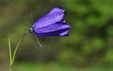 Campanula rotundifolia