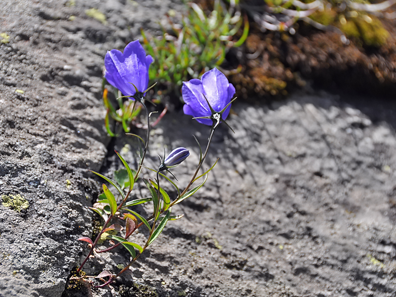 Campanula scheuchzeri