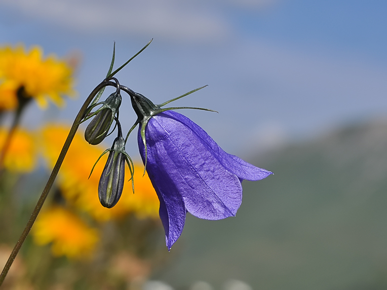 Campanula scheuchzeri