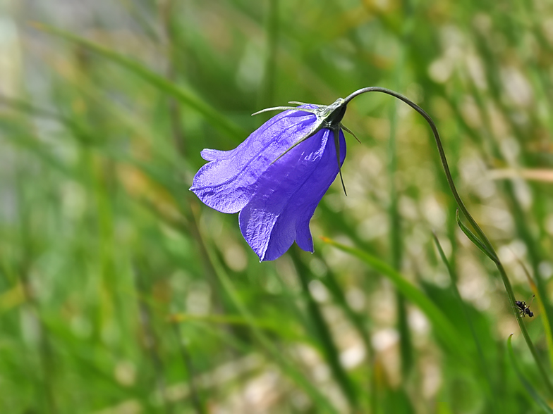 Campanula scheuchzeri