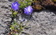 Campanula scheuchzeri