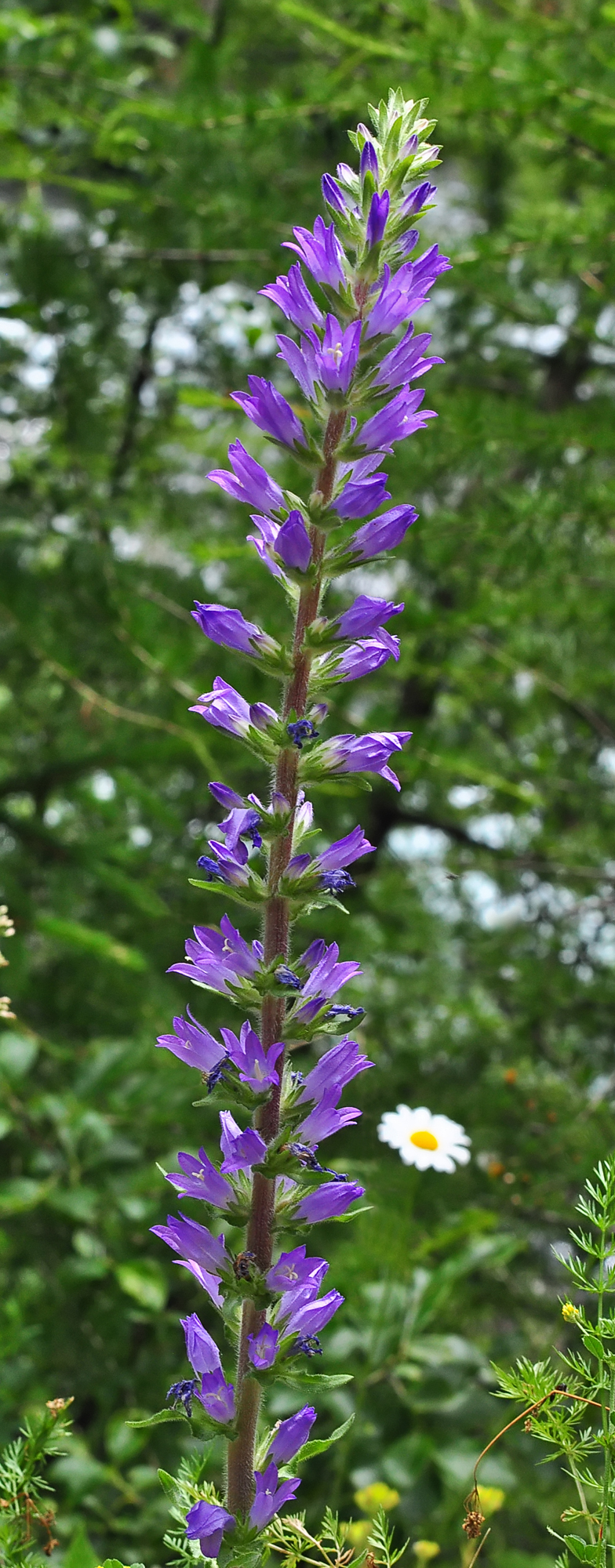 Campanula spicata