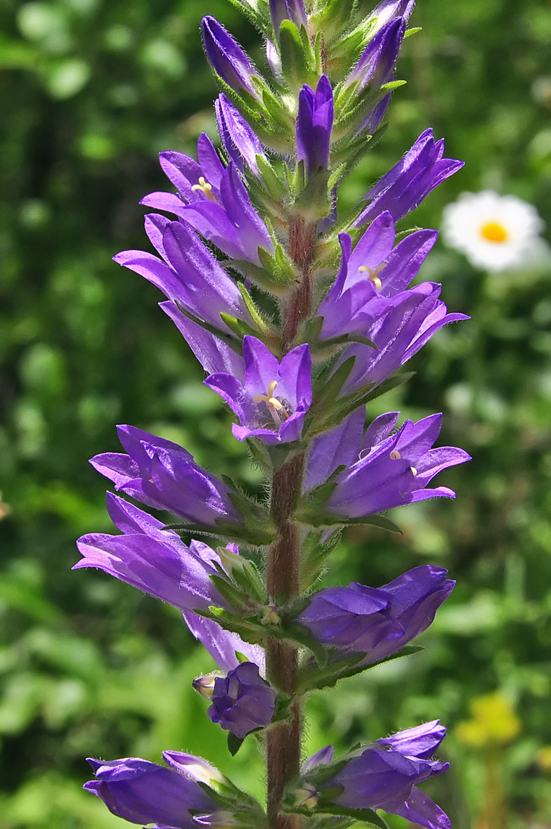 Campanula spicata