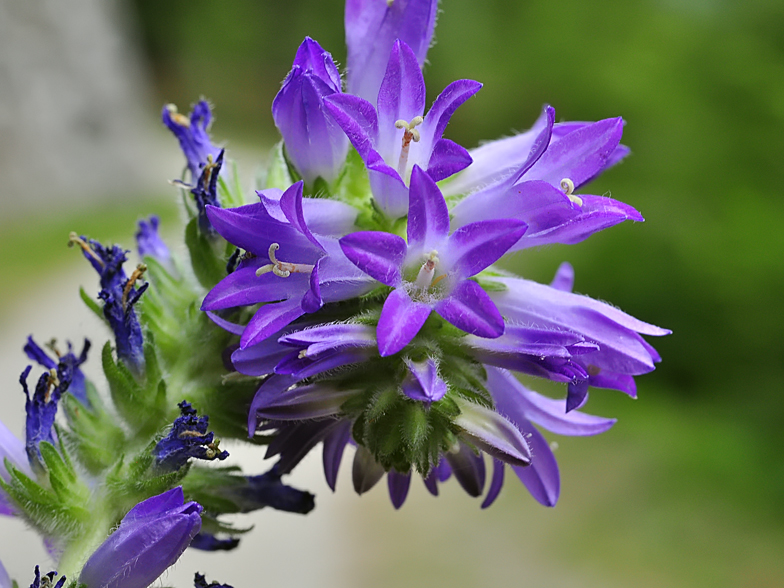 Campanula spicata