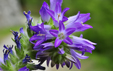 Campanula spicata