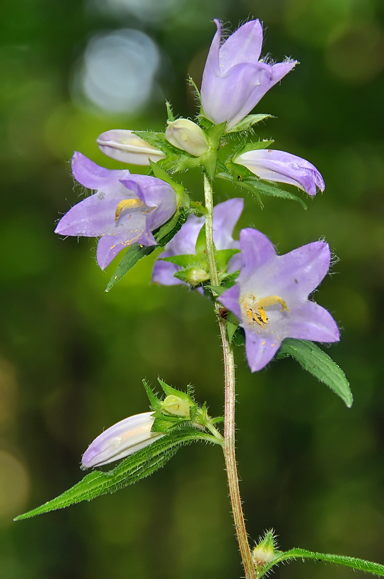 Campanula trachelium