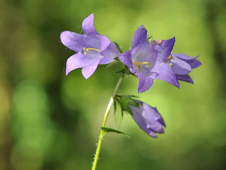 Campanula trachelium