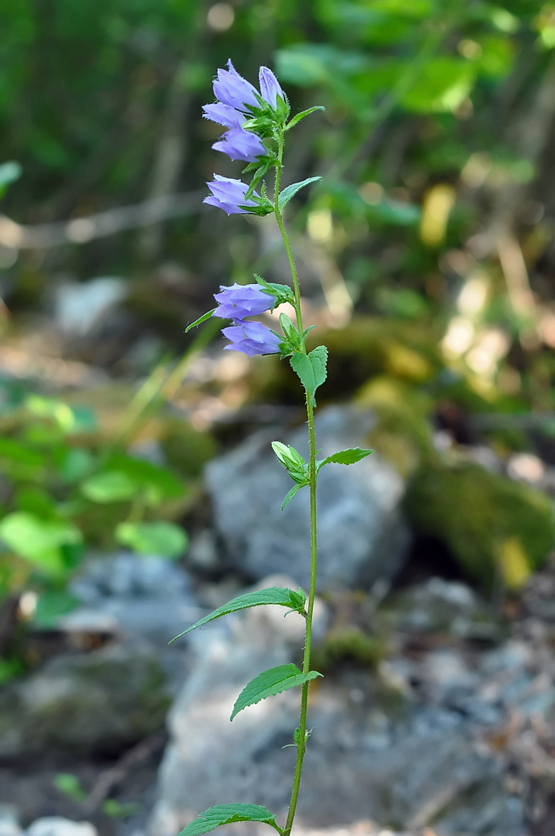 Campanula trachelium