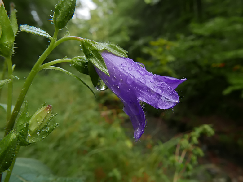 Campanula trachelium