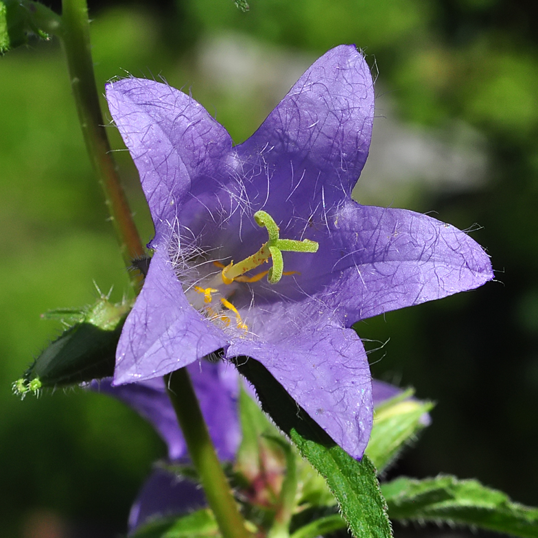 Campanula trachelium