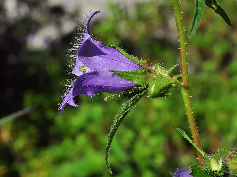 Campanula trachelium