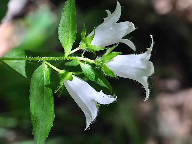 Campanula trachelium blanche