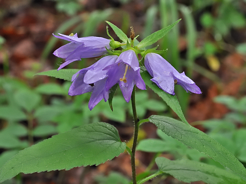 Campanula trachelium