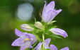 Campanula trachelium