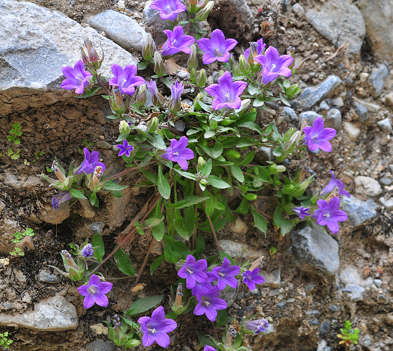 Campanula tubulosa