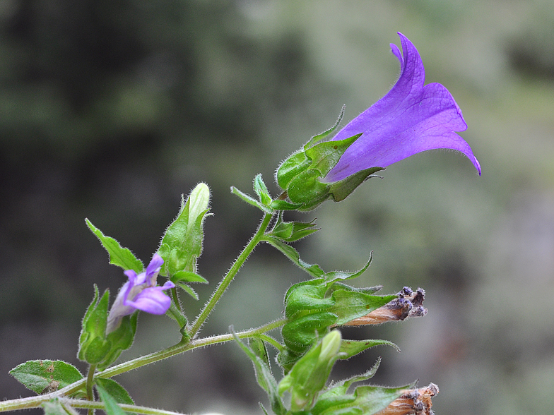 Campanula tubulosa