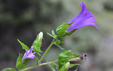 Campanula tubulosa