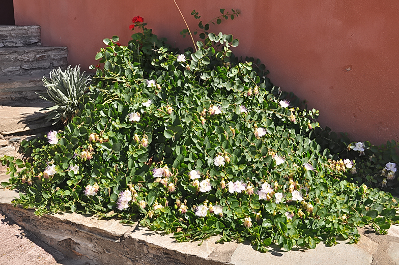 Capparis spinosa