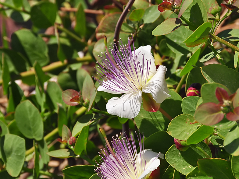 Capparis spinosa