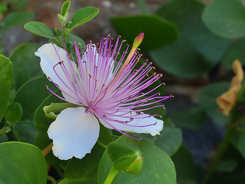 Capparis spinosa