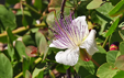 Capparis spinosa