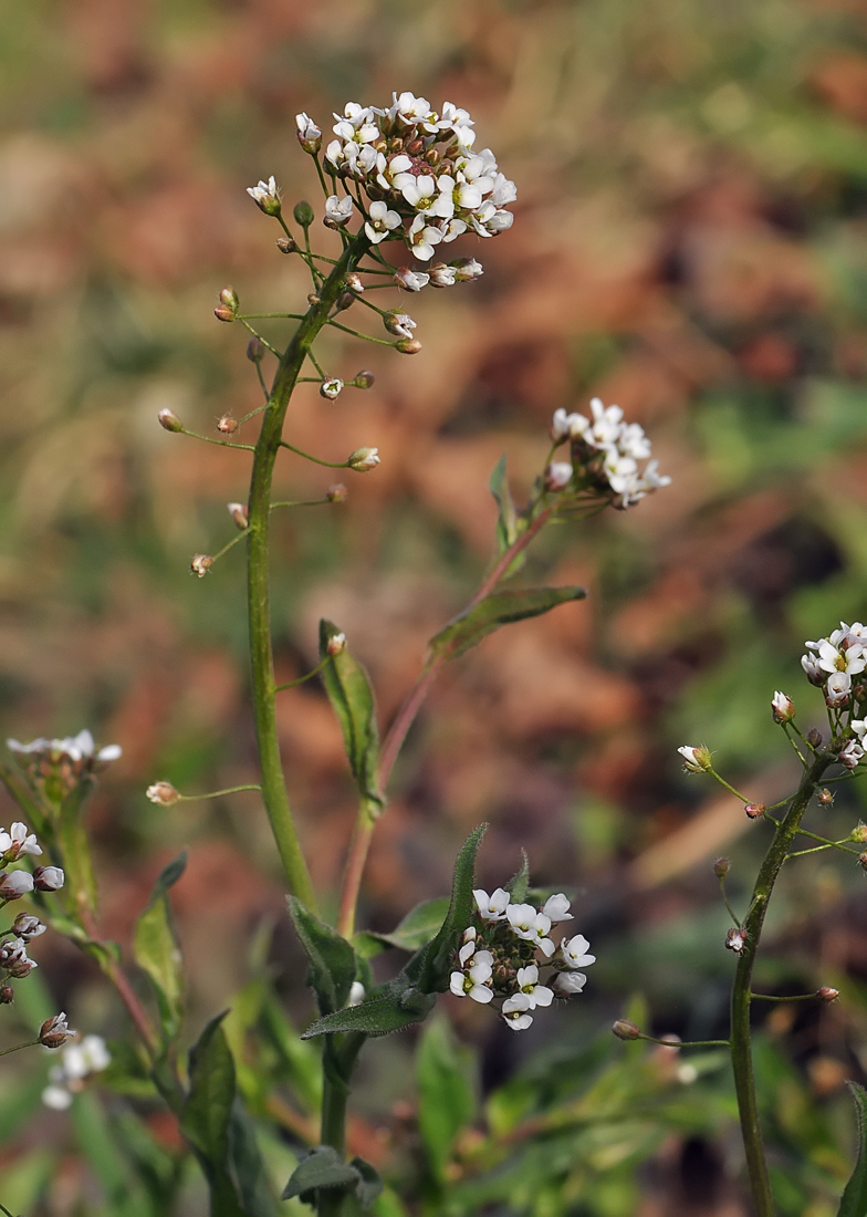 Capsella bursa-pastoris