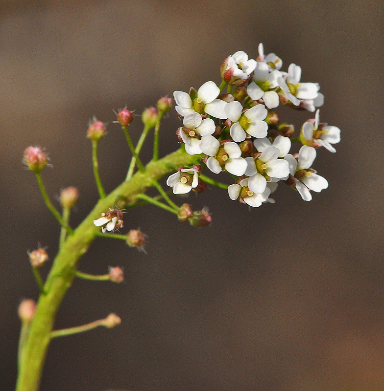 Capsella bursa-pastoris