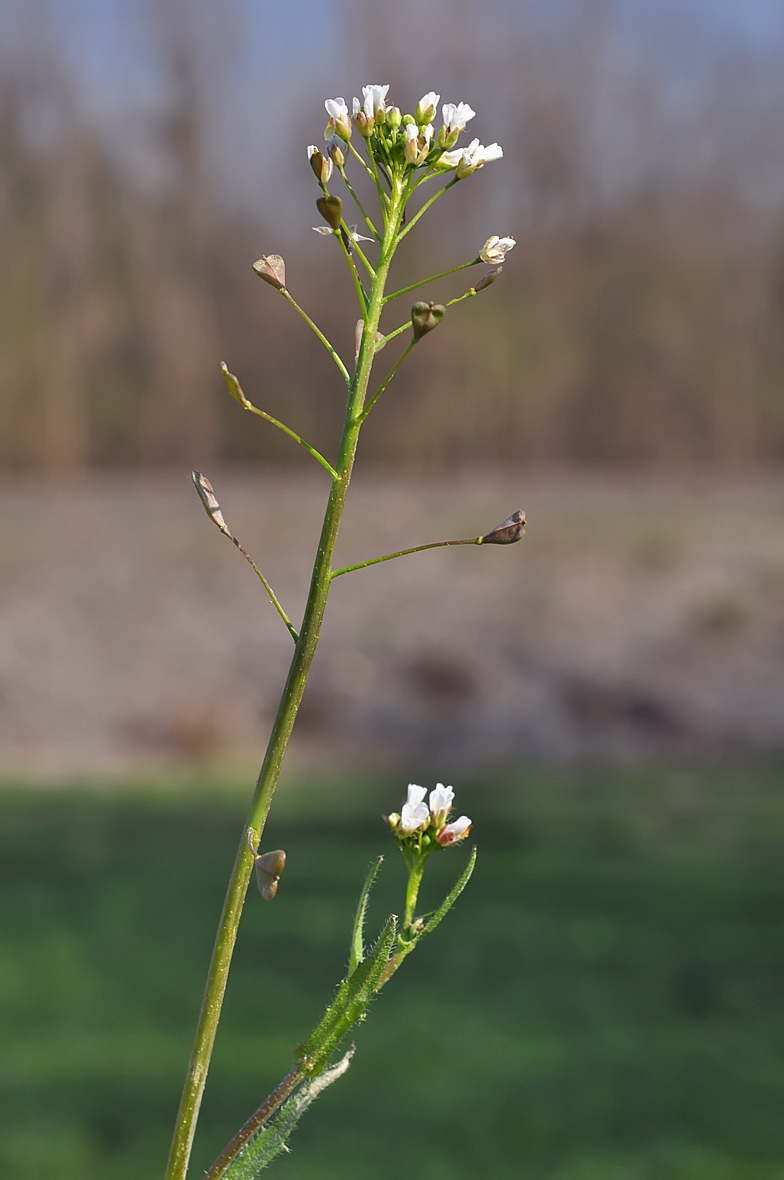 Capsella bursa-pastoris